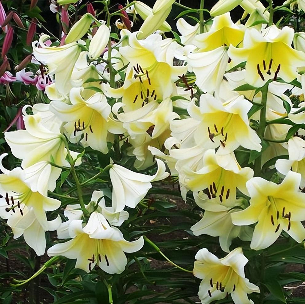 百合花的特点和外形(详解百合花的寓意及象征)