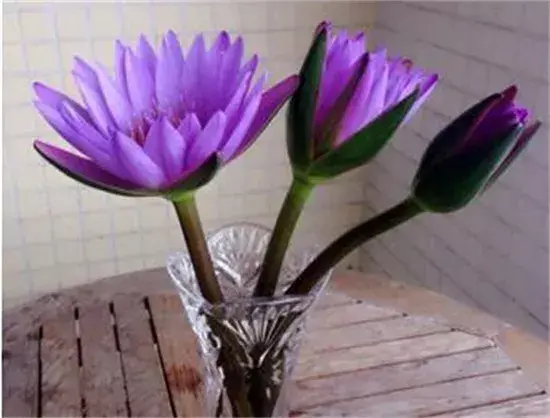睡莲花怎么养放在花瓶