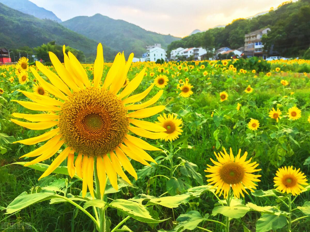 朝鲜国花叫什么名字(世界各国国花介绍)