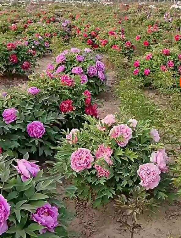 花中之王指的是什么花(花王牡丹的介绍)