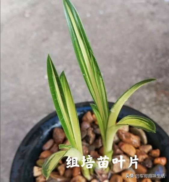 组培苗的优点和缺点（植物组培快繁技术）