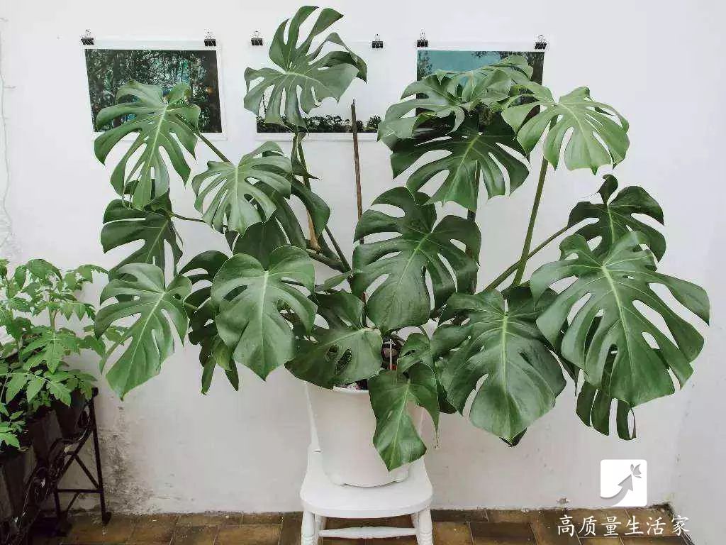 什么植物吸收甲醛效果好（新房子除甲醛最好的植物）