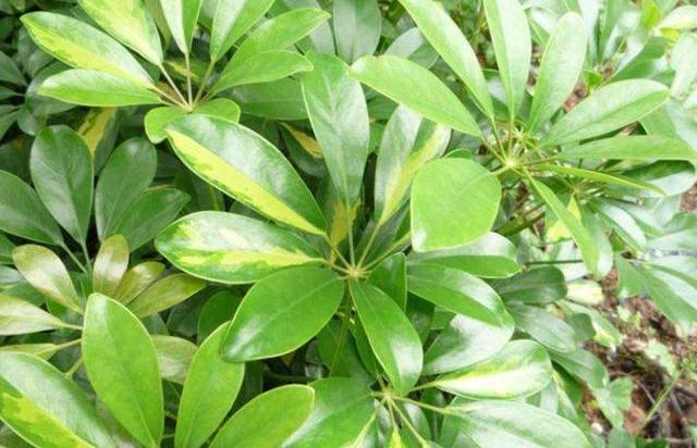 鹅掌木怎么养才会茂盛
