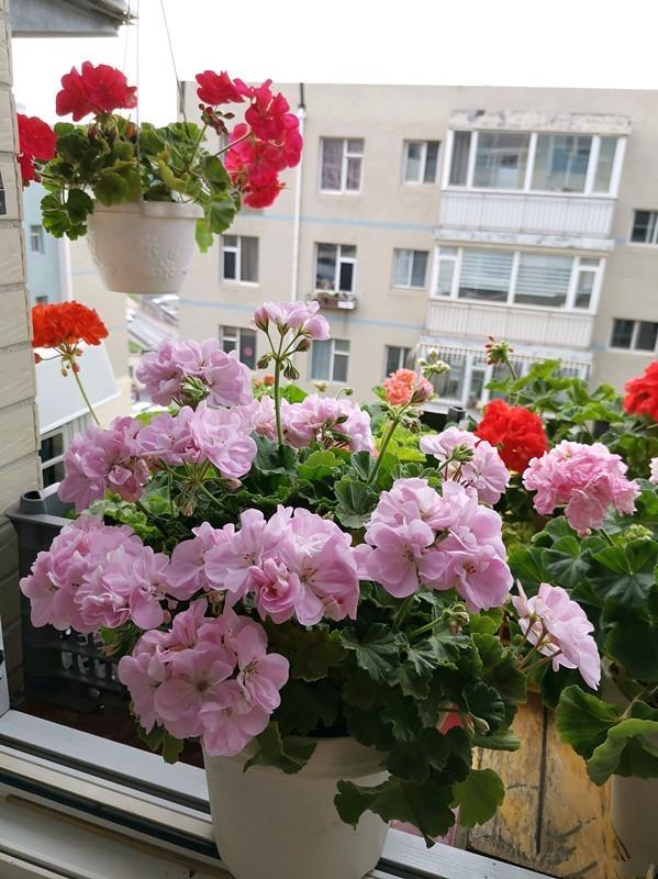 室内阳台种什么花好看又好养（最好养的阳台植物）