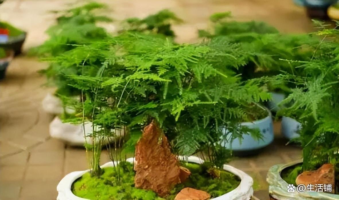 盆栽文竹的养殖方法和注意事项