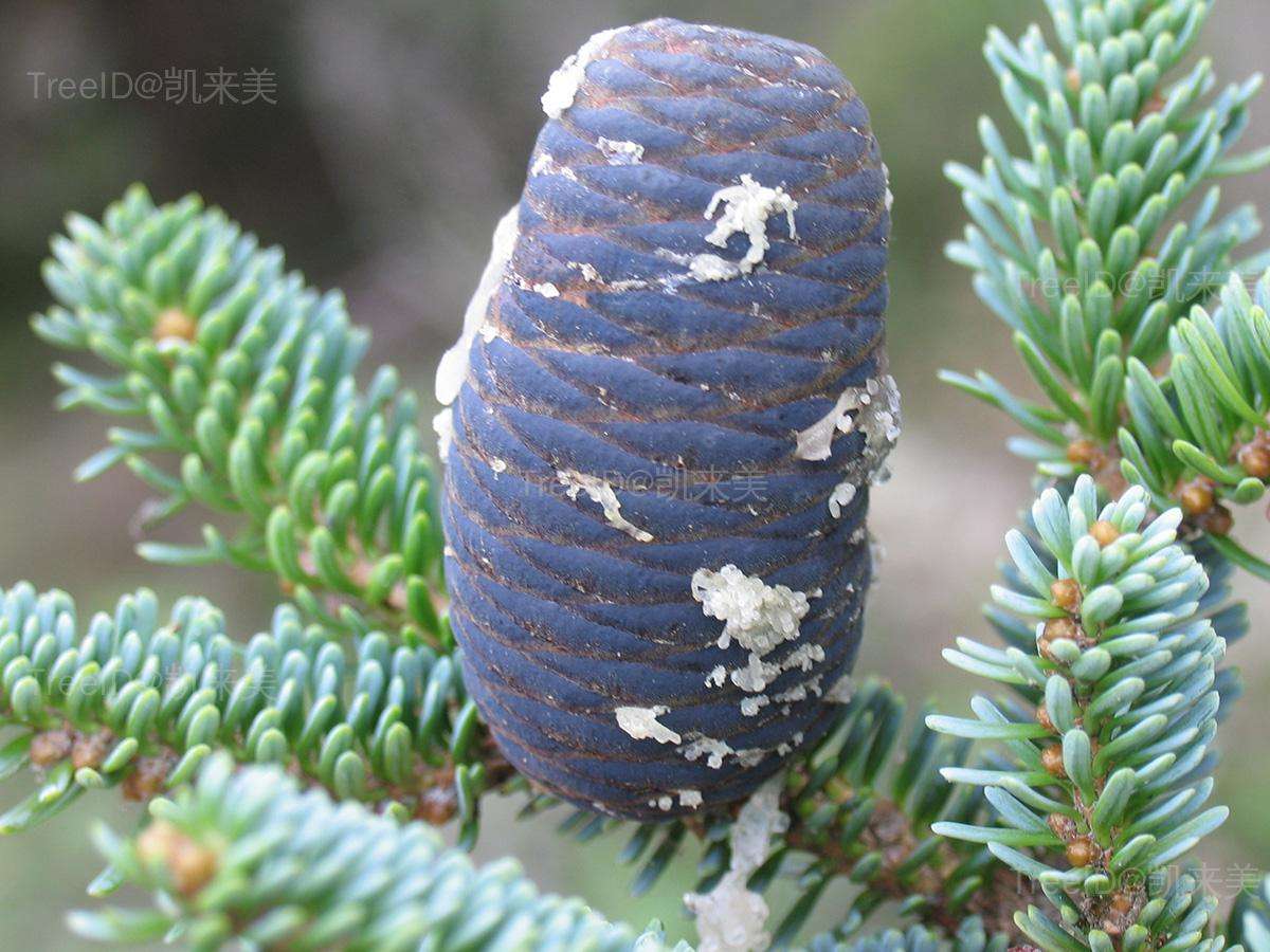 冷杉的寓意和象征(区分5种冷杉的方法)