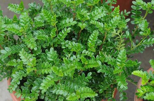 清香木怎么养及注意事项(详解清香木的养殖方法)