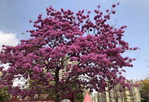 紫花风铃木花期是什么时候(路边最常见的树)