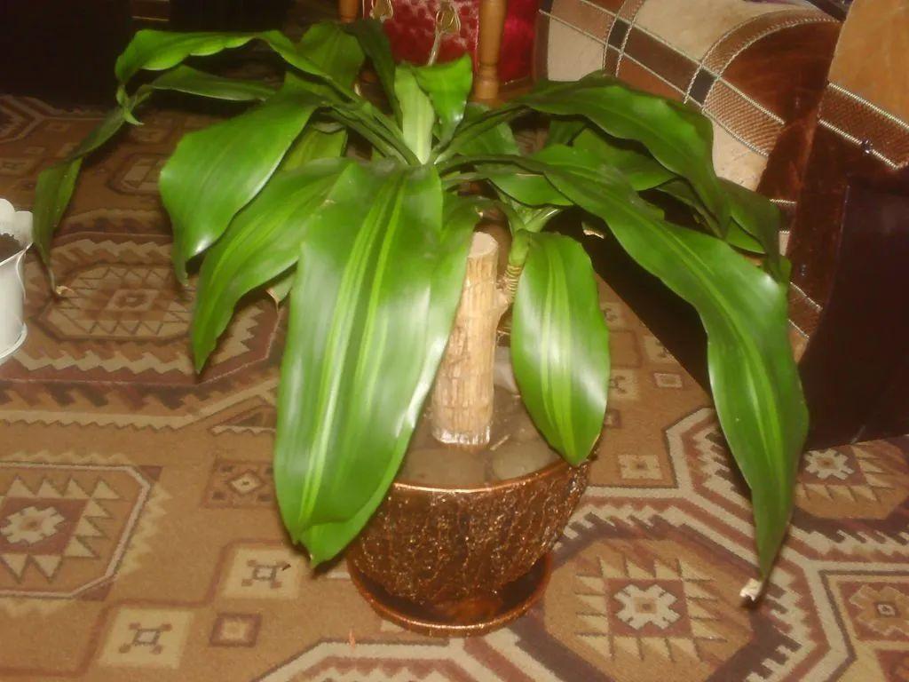 巴西木开花什么样(关于巴西木盆栽的养殖方法)