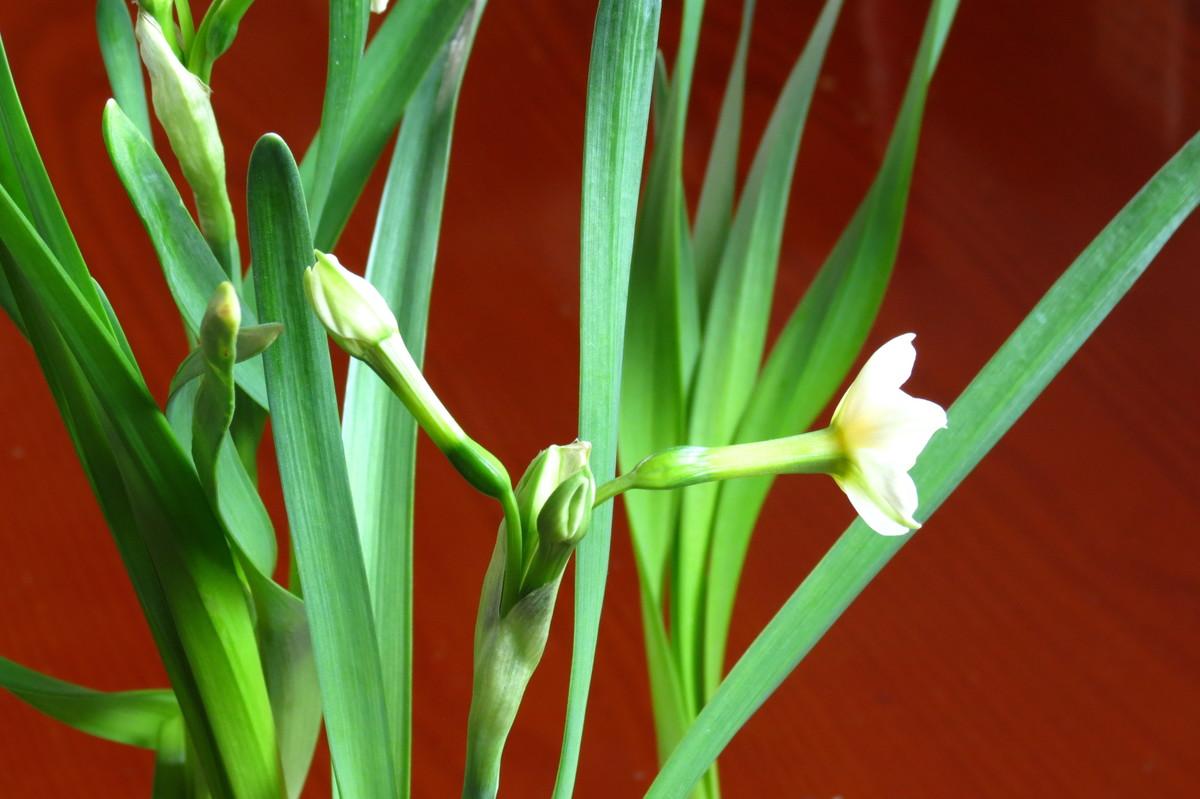 关于水仙花的知识资料(讲解水仙花养殖方法)