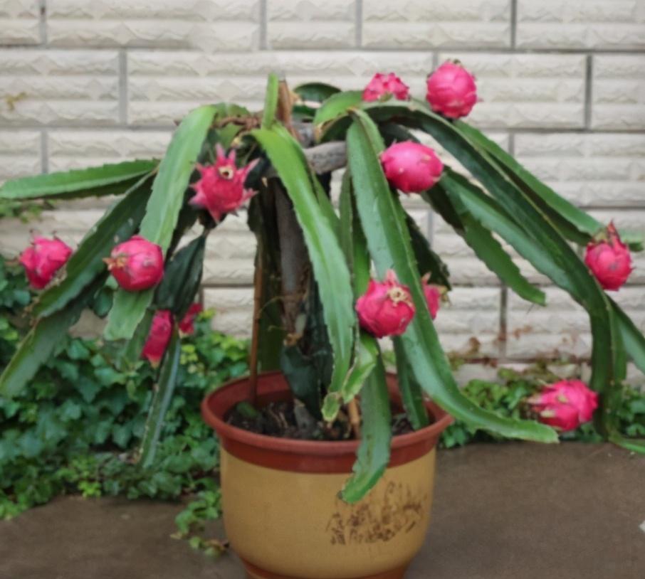 火龙果种植技术与管理(适合种植火龙果的地方)