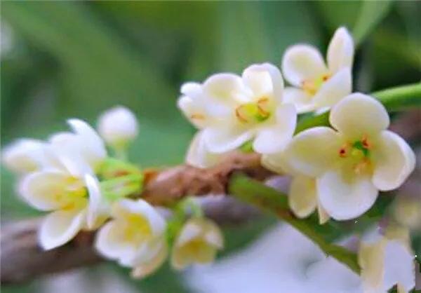 月月桂花养殖方法(桂花中最香的品种排名)