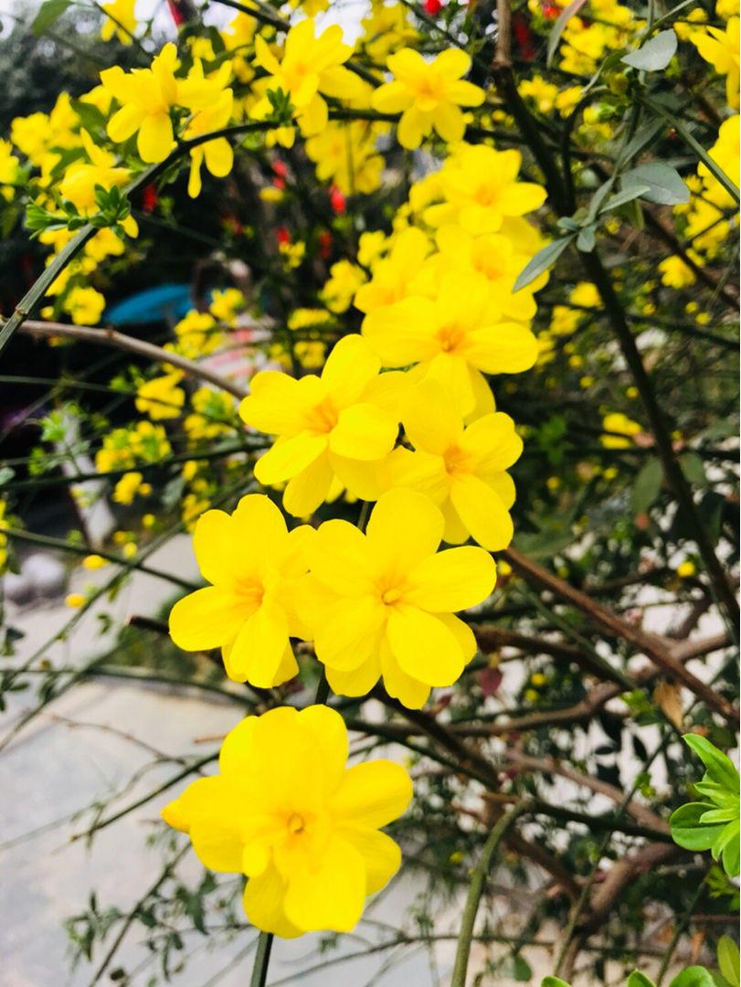 春天的花有哪些(分享春天最具代表性的花)