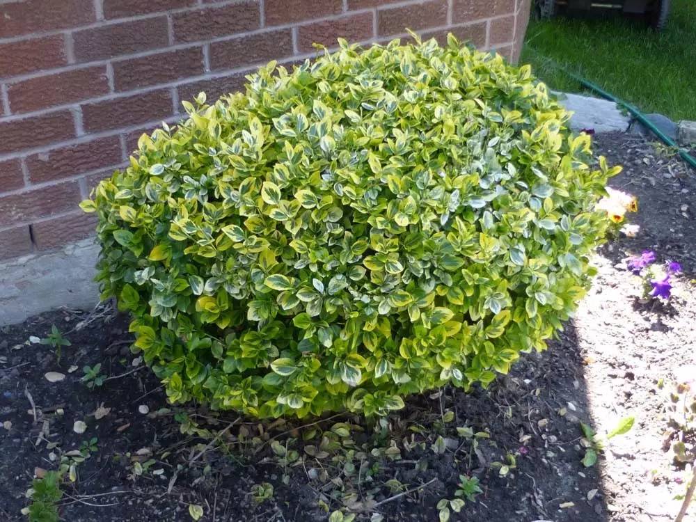 卫矛是什么植物(讲解卫矛的种植方法)