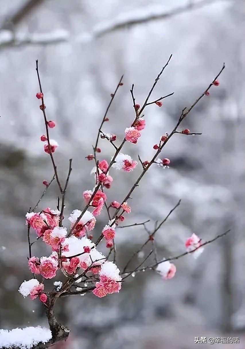 花中四君子是指什么花(梅兰竹菊四君子代表的意义)