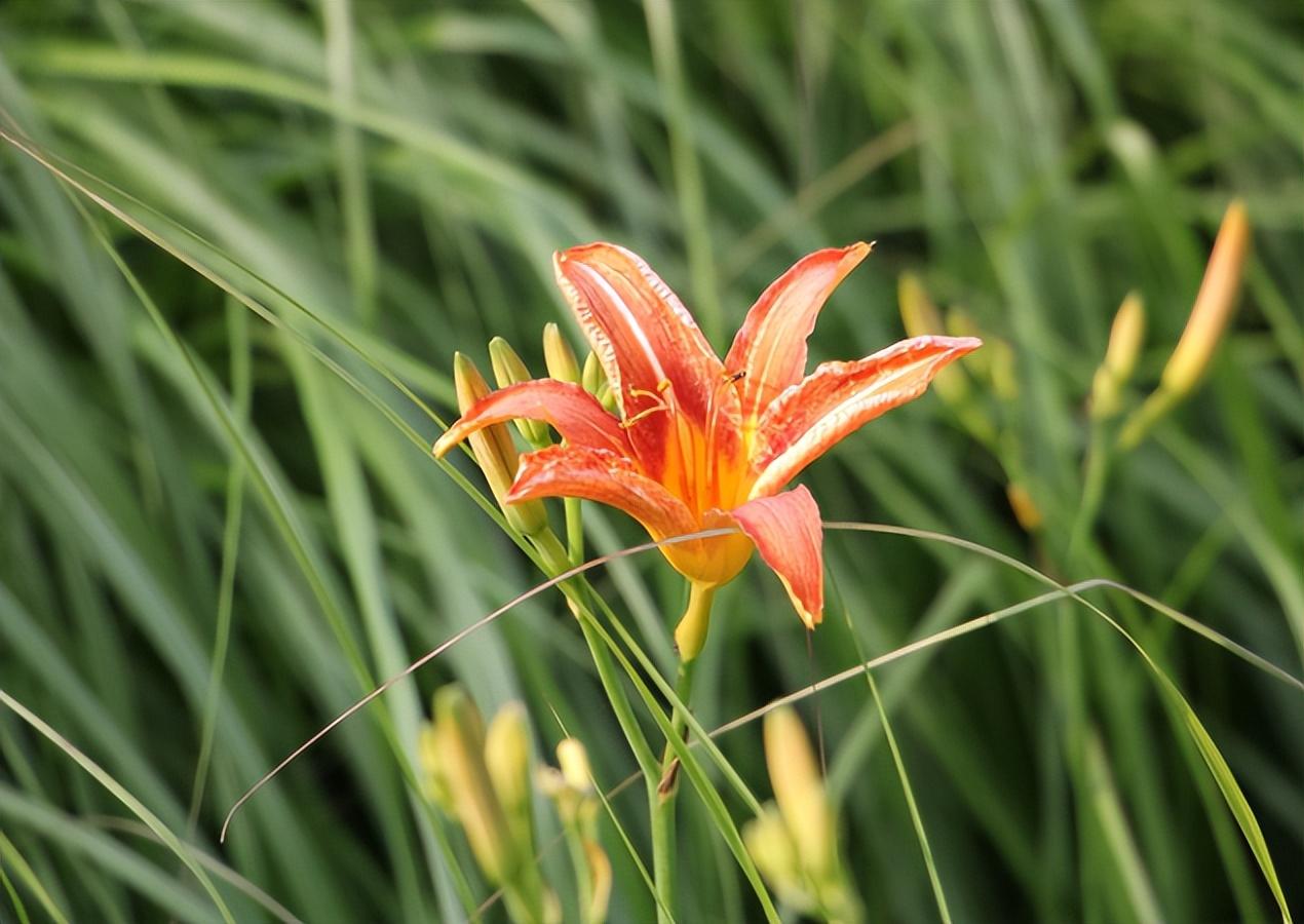 北方耐寒宿根花卉有哪些(北方地栽自然越冬花卉)