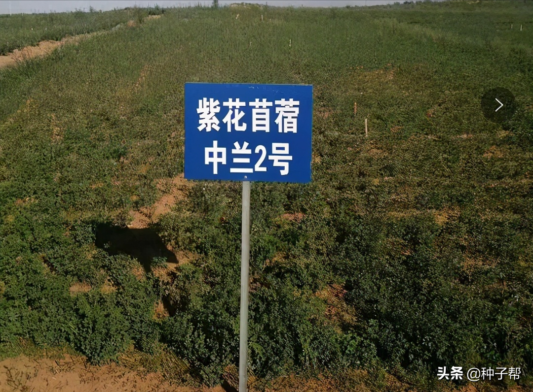 紫花苜蓿种子浸泡多久(关于紫花苜蓿种植方法)
