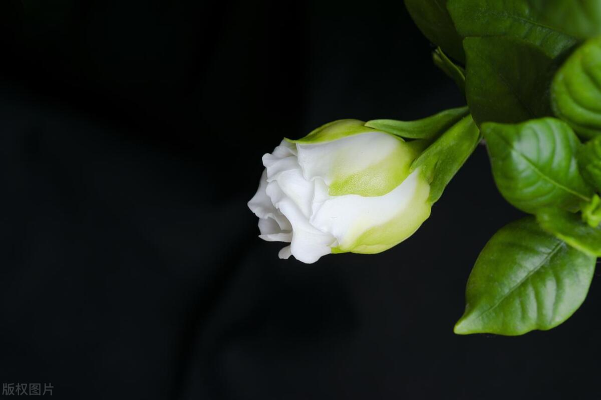 阳台种栀子花风水好吗
