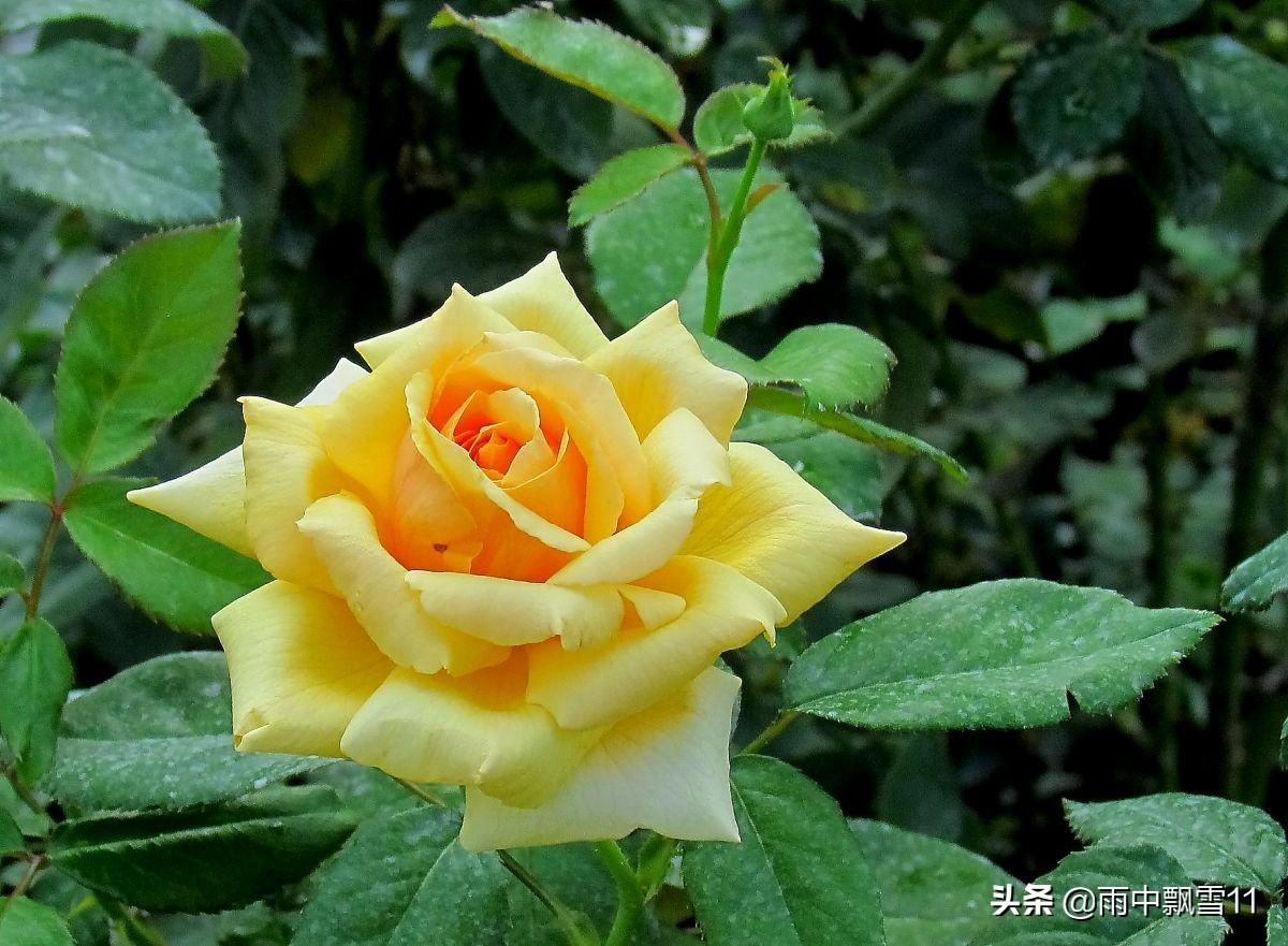 月季花怎么养殖方法及注意事项(了解月季花用的最佳肥料)