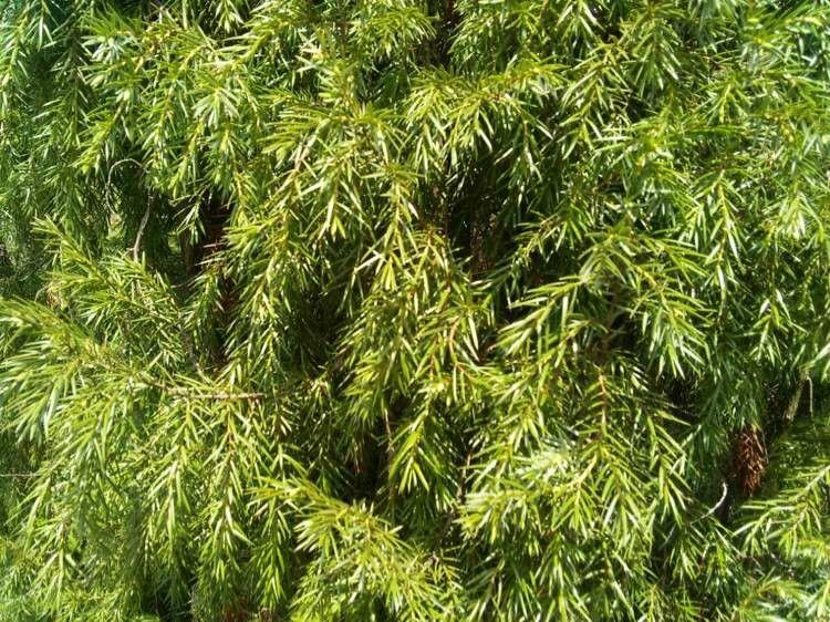 关于柏树的资料(柏树最好的品种)