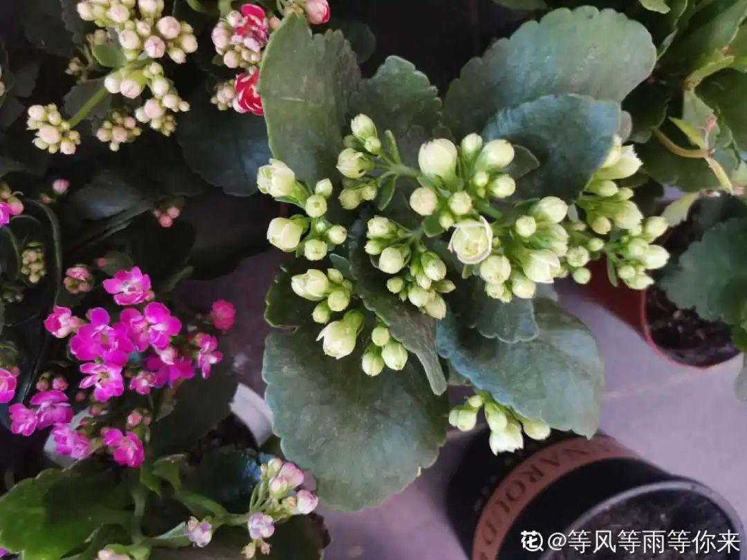 耐寒宿根花卉有哪些种类(能过冬的室外耐寒绿植)