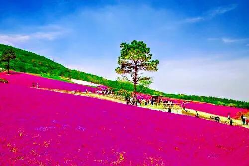 芝樱什么季节种植好（讲解芝樱的简介）
