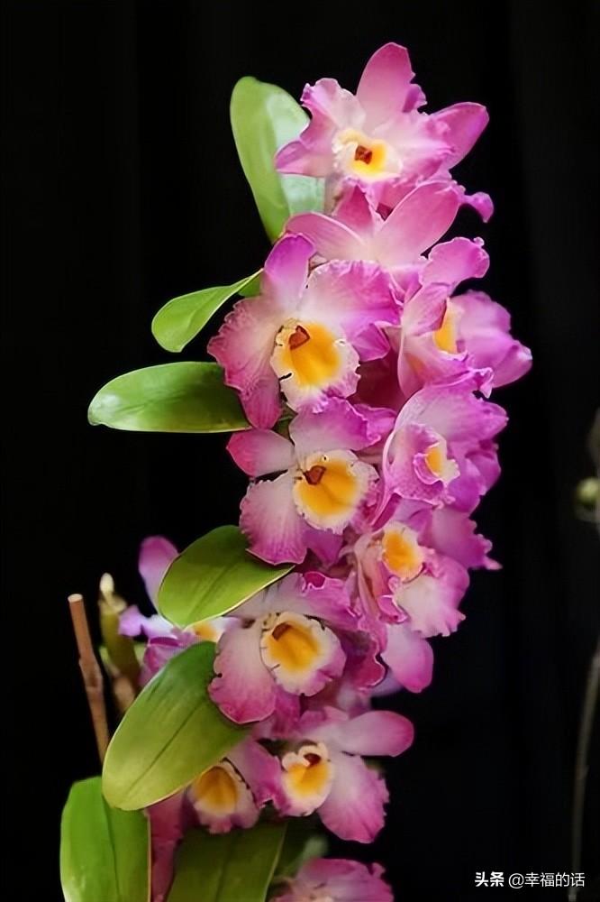 花中四君子是指什么花(梅兰竹菊四君子代表的意义)