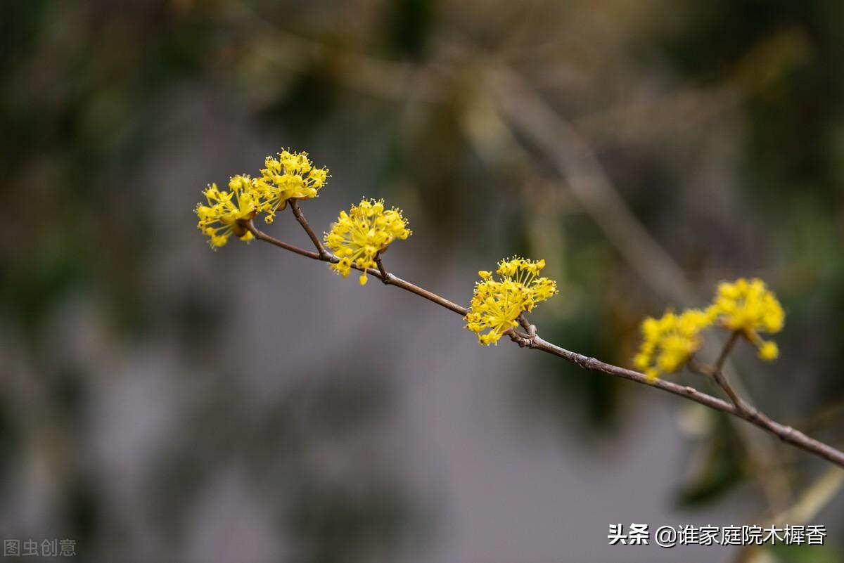 茱萸是什么植物(重阳节茱萸的含义)