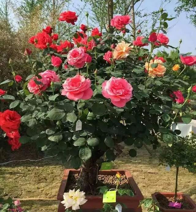 月季树嫁接有什么树种(嫁接树苗的方法和技术)
