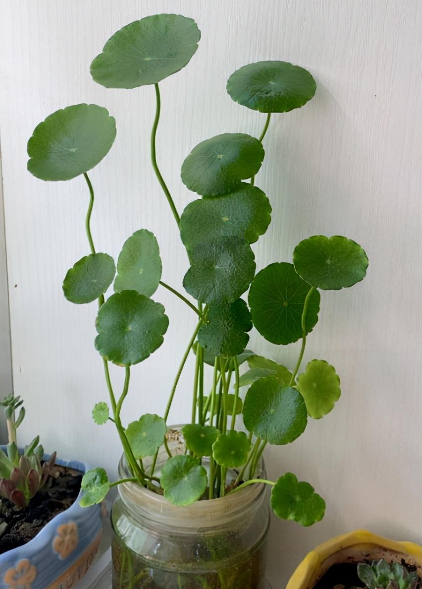 不需要阳光的室内植物有哪些(室内最好养的喜阴绿植推荐)