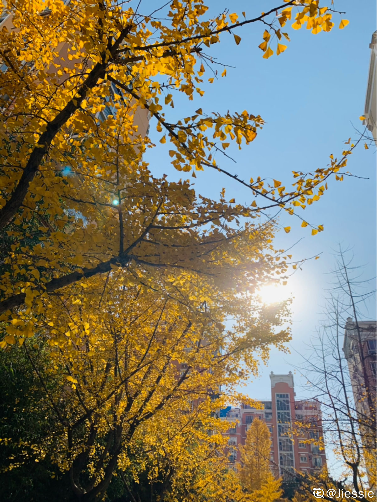 秋天开什么花常见(盘点秋天最美的六种花)