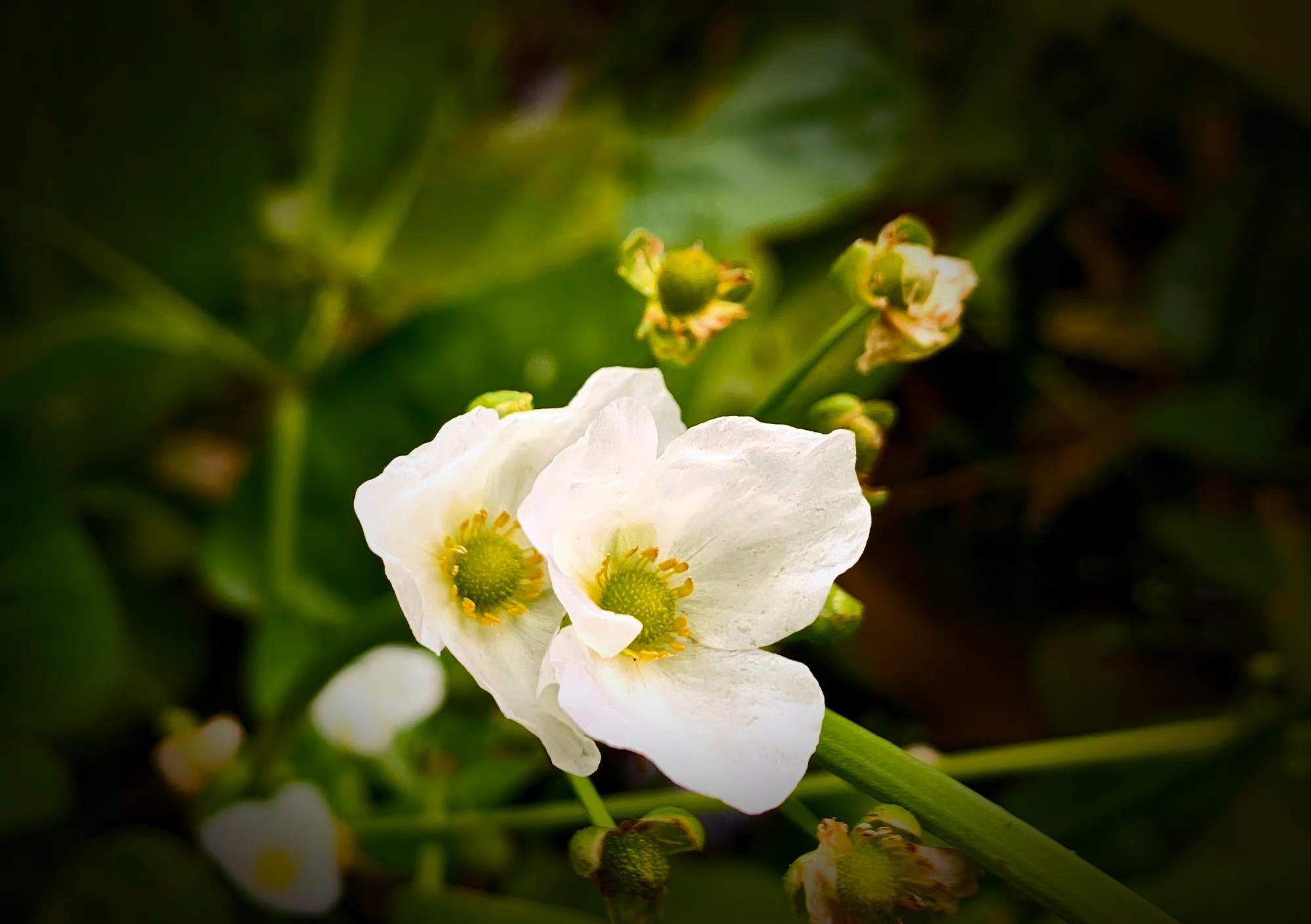 金鱼草花语是什么(各种花的花语)