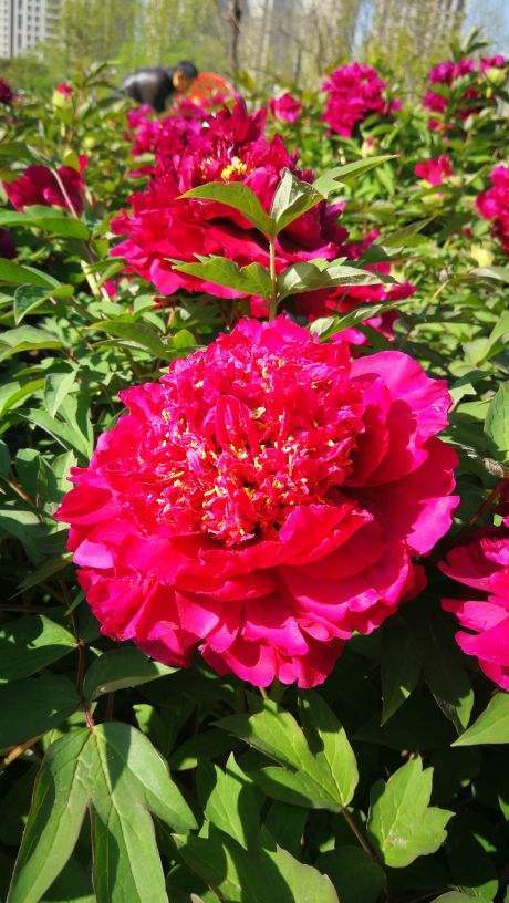 花中之王指的是什么花(花王牡丹的介绍)