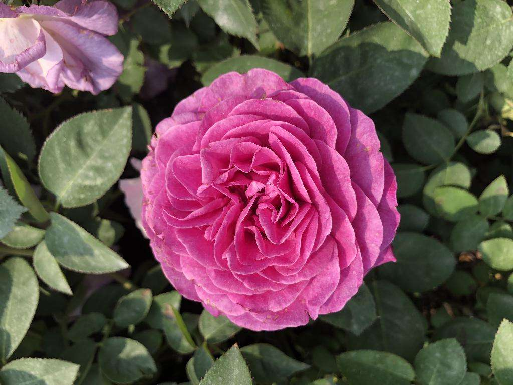 如何养花的技巧(花草种植知识)