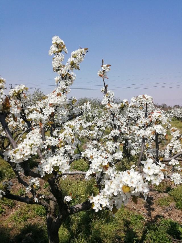 梨花是什么颜色的(梨花的象征意义)