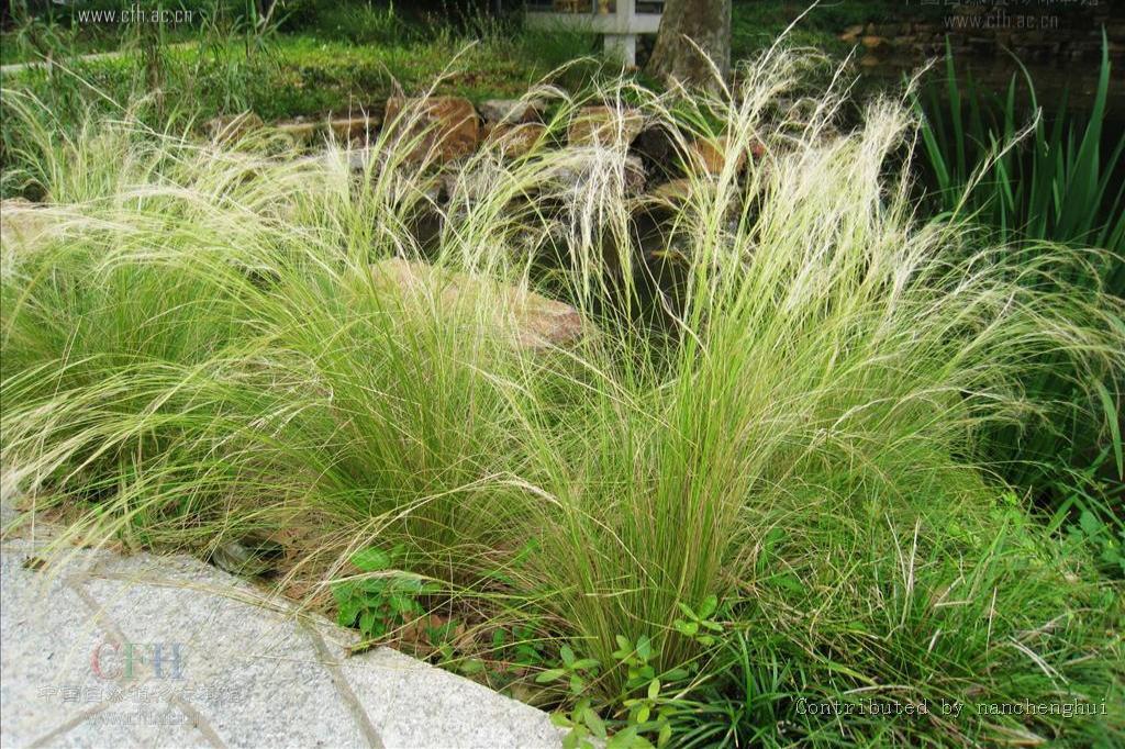 一年生草本植物名称大全