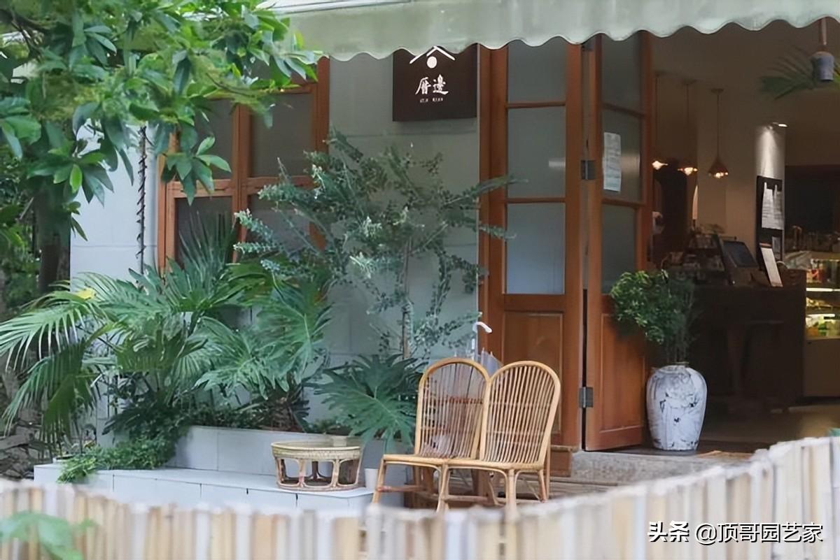 四季常绿的树有哪些(低矮四季常青的绿植)