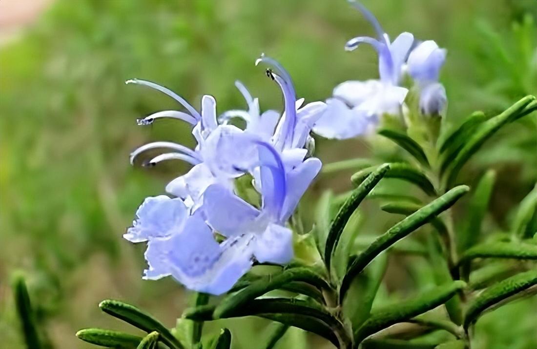 驱蚊植物哪种最好(驱蚊植物排行榜)