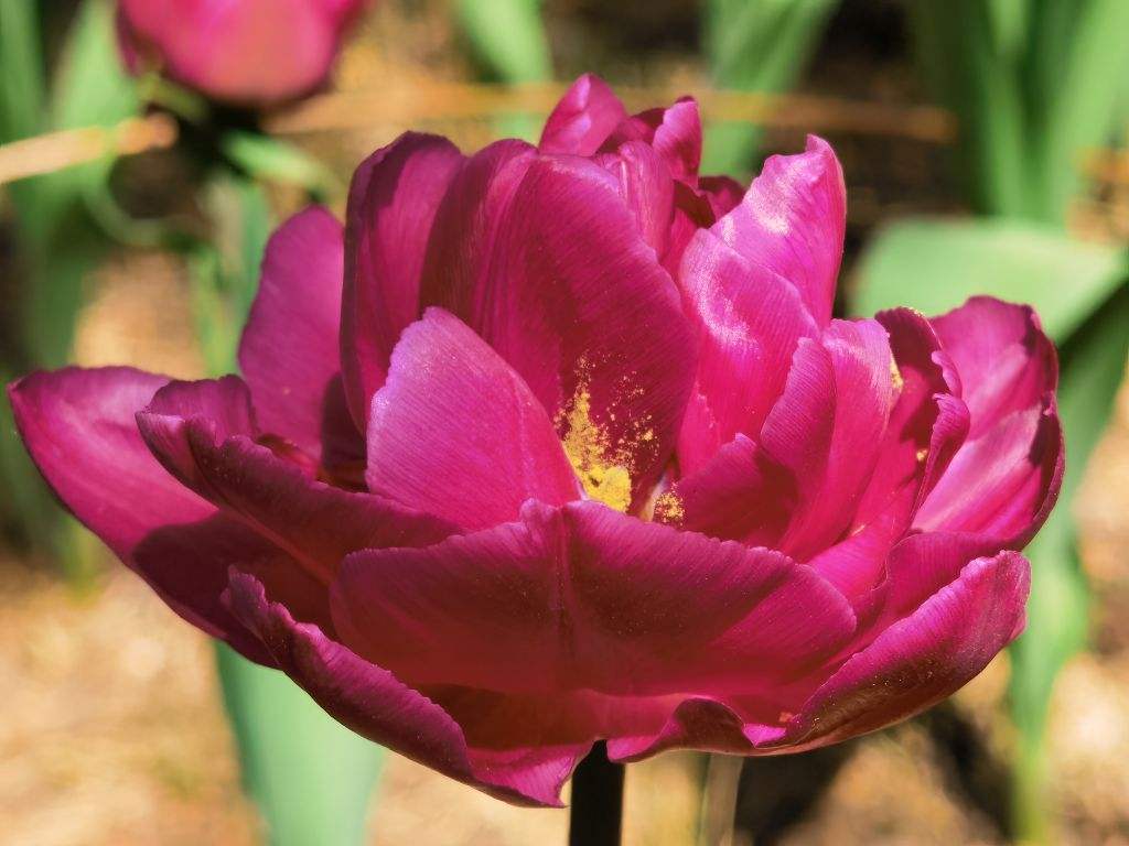 花中之王指的是什么花(花王牡丹的介绍)