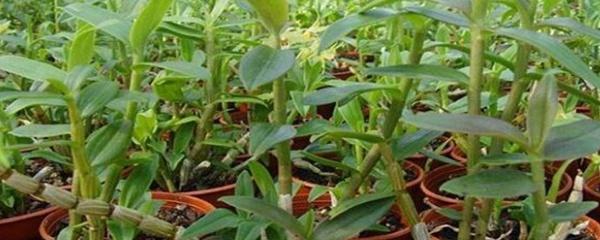 铁皮石斛种植注意事项有哪些(了解铁皮石斛的栽培方法)