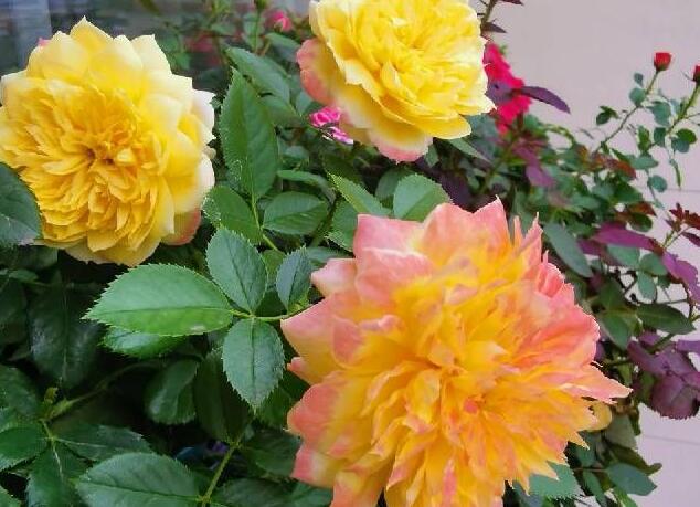 夏季的花都有哪些开放(六月代表花及花语)