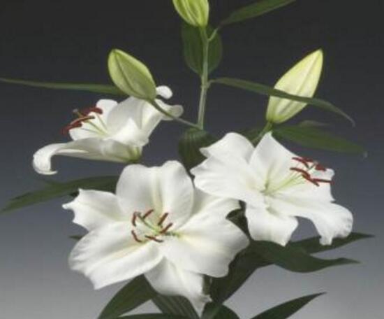 水仙百合花期多久(百合开花后留种球教程)