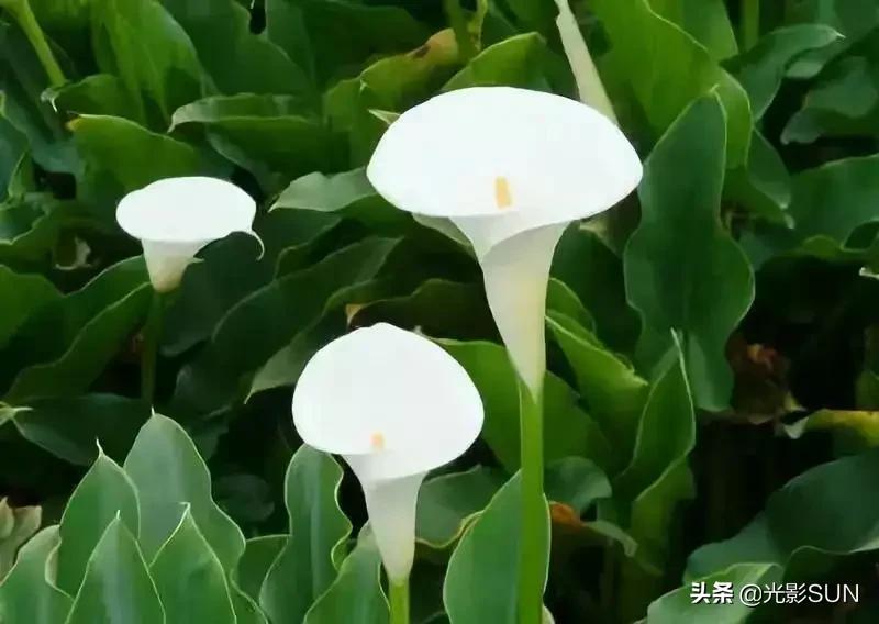 海芋花的花语(详解海芋花的寓意)