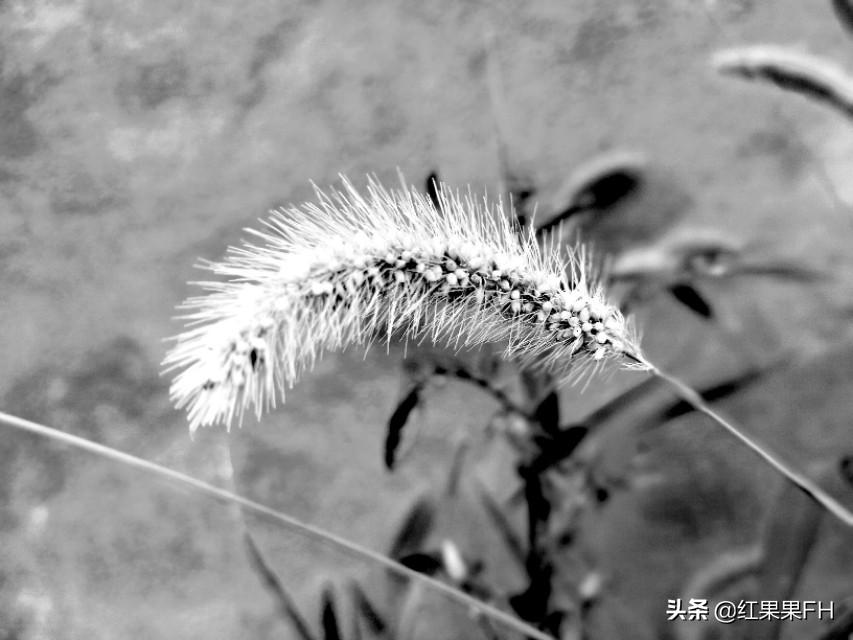 狗尾巴草的花语是什么意思(关于狗尾巴草的花语和寓意)