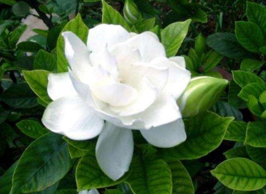 栀子花小苗几年能开花结果(关于栀子花的种植方法)