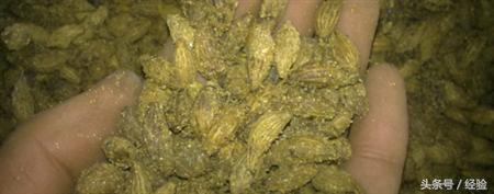 桂花树种子种植技术和方法(桂花的繁殖方法和时间)