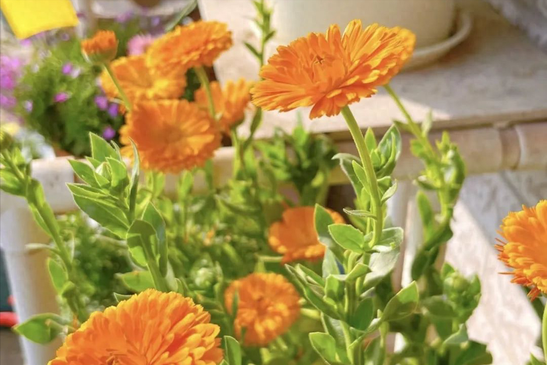 花期长好看又好养的花室内植物