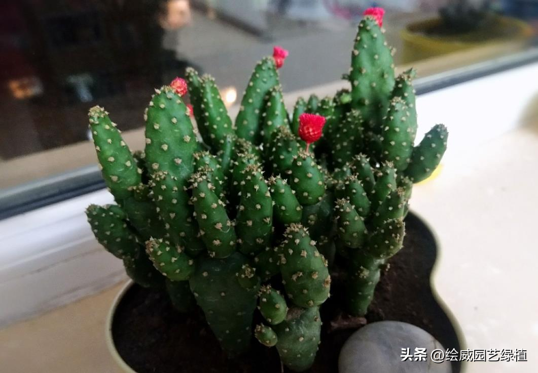 福寿花怎么样才能开花