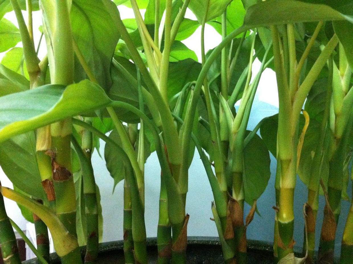 万年青植物怎么养殖(关于万年青最佳摆放位置)