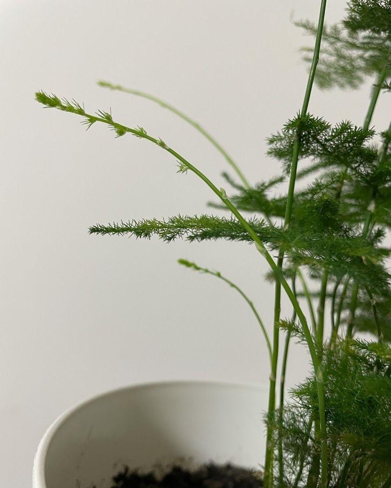 怎样养殖文竹不发黄